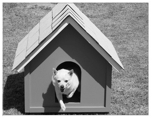DIY dog house build.
